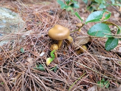 Cortinarius semisanguineus