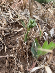 Albuca setosa