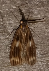Arctiinae