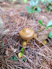 Cortinarius semisanguineus