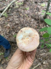 Lactarius vinaceorufescens