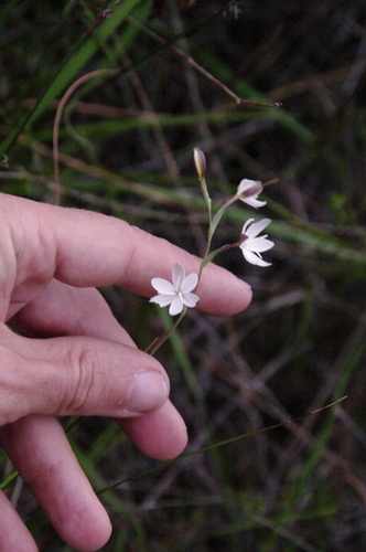 Image of Hesperantha pilosa by (c) Eric Knight, some rights reserved (CC BY)