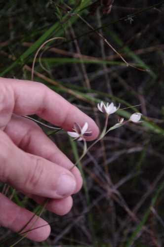 Image of Hesperantha pilosa by (c) Eric Knight, some rights reserved (CC BY)