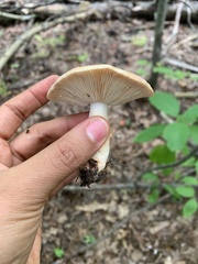 Lactarius vinaceorufescens
