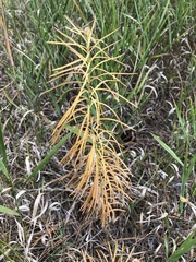 Asclepias verticillata