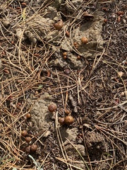 Deconica