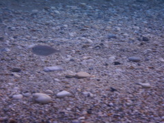 Trachinotus ovatus