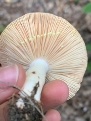 Lactarius vinaceorufescens