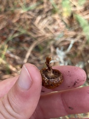Deconica