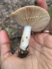 Lactarius vinaceorufescens