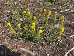 Solidago spathulata