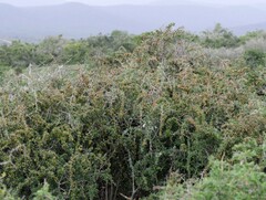 Gymnosporia polyacantha