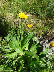 Hypochaeris uniflora