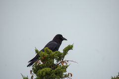 Corvus brachyrhynchos