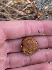 Deconica