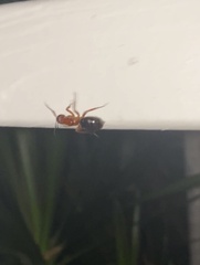 Camponotus floridanus