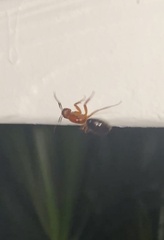 Camponotus floridanus