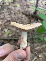 Lactarius vinaceorufescens