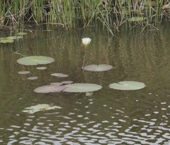 Nymphaea ampla