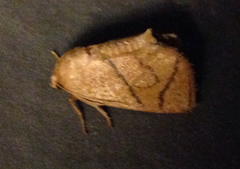 Apoda y-inversa