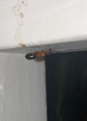 Camponotus floridanus