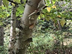 Betula papyrifera