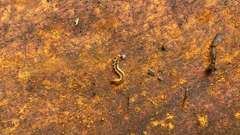 Dendroides canadensis
