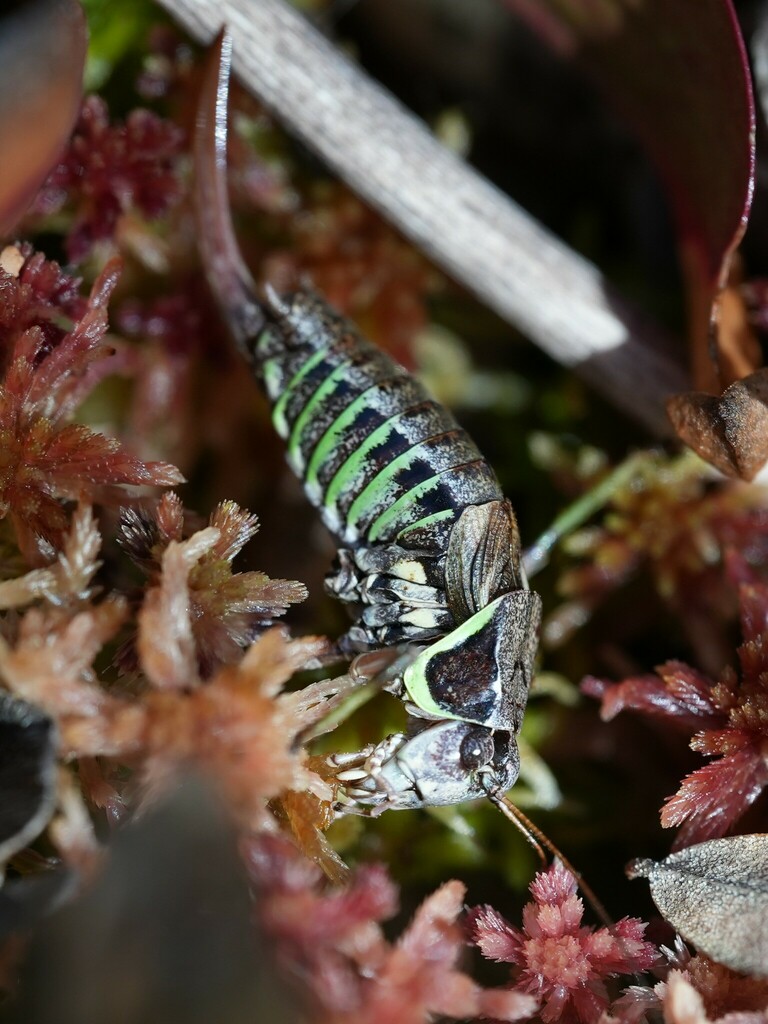 Bog Katydid