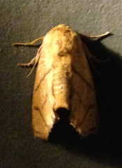Apoda y-inversa