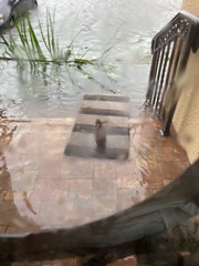 Sylvilagus palustris