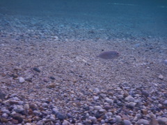 Trachinotus ovatus