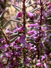 Muraltia spinosa