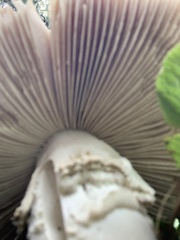 Amanita echinocephala