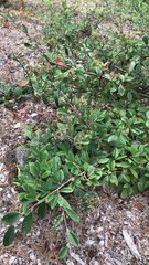 Cotoneaster coriaceus