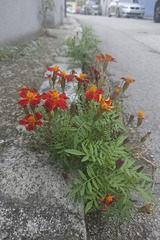 Tagetes patula