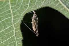 Rhomphaea