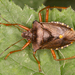 Forest Bug - Photo (c) Jon J. Laysell, some rights reserved (CC BY-NC), uploaded by Jon J. Laysell