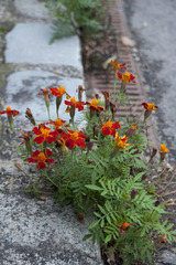 Tagetes patula