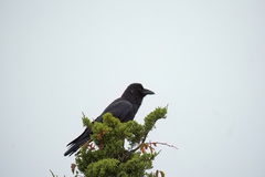 Corvus brachyrhynchos