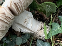 Amanita echinocephala