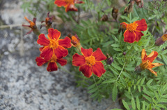 Tagetes patula