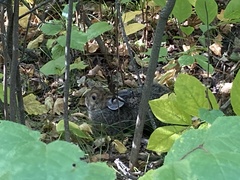 Lepus americanus