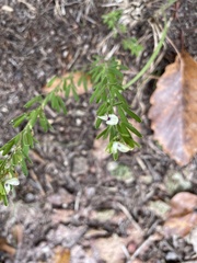 Lespedeza cuneata