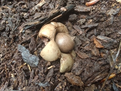 Geastrum morganii