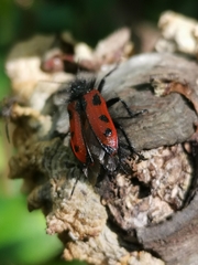 Astylus trifasciatus