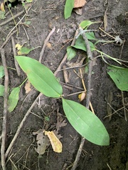 Convallaria