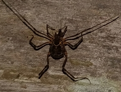 Eucynortula albipunctata