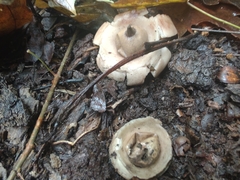 Geastrum morganii