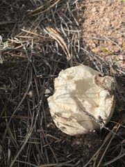 Calvatia booniana