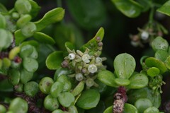 Cynanchum ellipticum